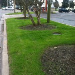 Photo of turf in a median